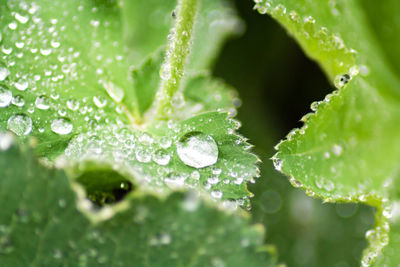 Close-up of water drops on leaf