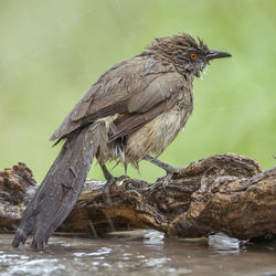 Bird perching on a tree