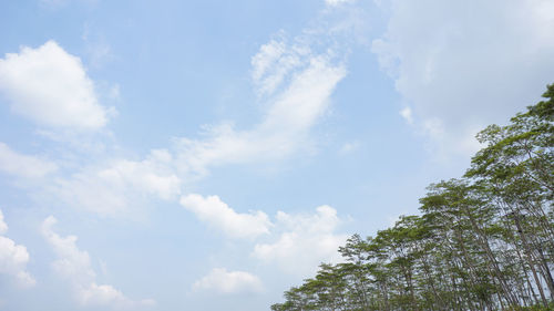 Low angle view of trees against sky