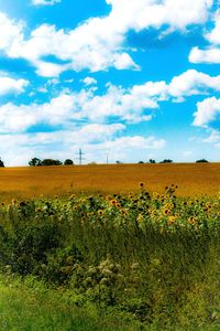 Scenic view of grassy field against sky