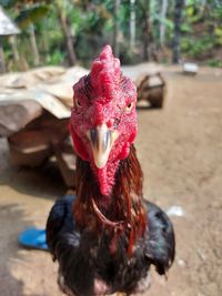 Close-up of rooster