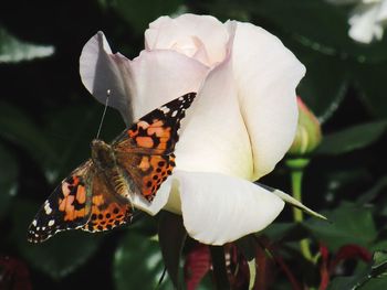 Close-up of butterfly pollinating on flower