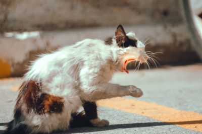 Close-up of a cat