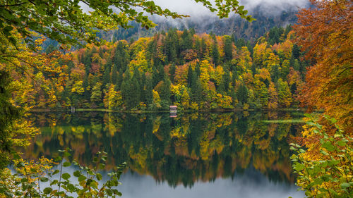 Scenic view of lake in forest during autumn