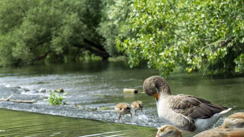 Ducks swimming in lake