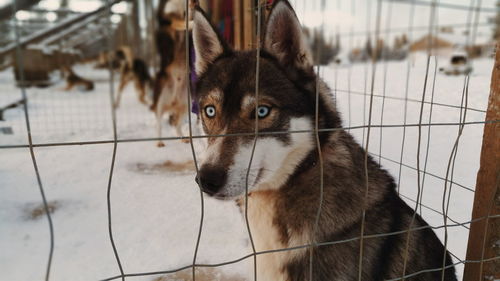 Close-up of siberian husky in captivity