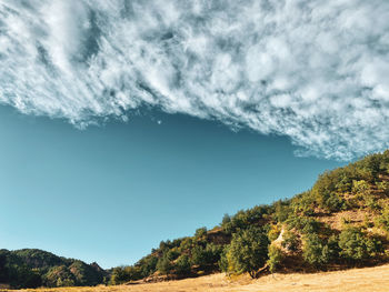 Scenic view of trees against sky