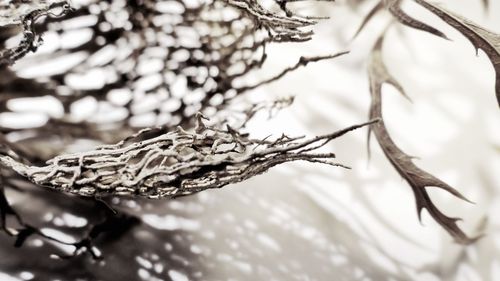 Close-up of dry leaves on plant during winter