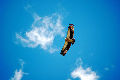 Low angle view of eagle flying against sky