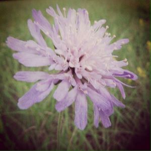 Close-up of flowers