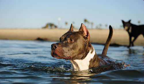 Close-up of dog in water against sky