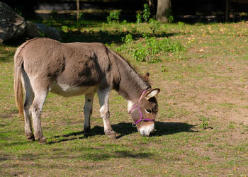 Donkey grazing in the pasture at a mock farm