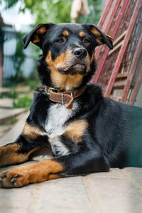 Close-up of dog