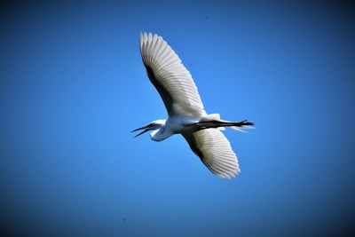 Low angle view of bird flying against clear blue sky