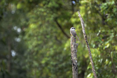 Close-up of bird perching on tree