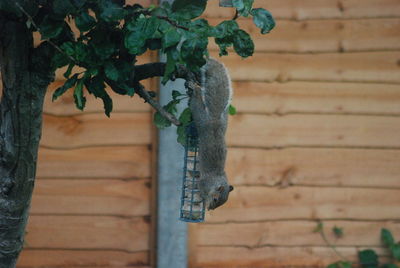 Close-up of lizard on wall