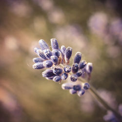 Close-up of purple flowering plant
