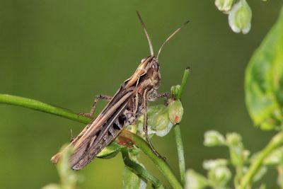 Close-up of insect on plant