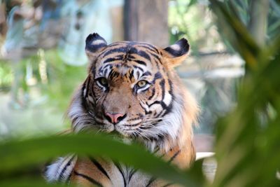 Close-up of tiger