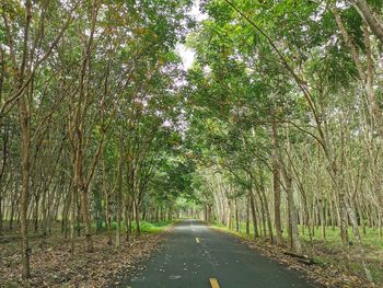 Empty road amidst trees in forest