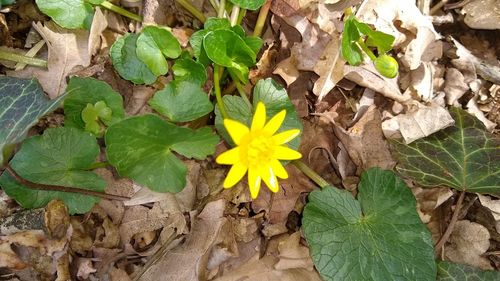 High angle view of yellow flowering plant leaves