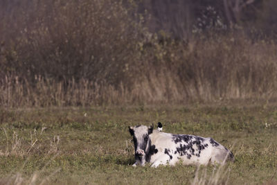 Bourgoyen-ossemeersen municipal nature reserve, ghent, belgium