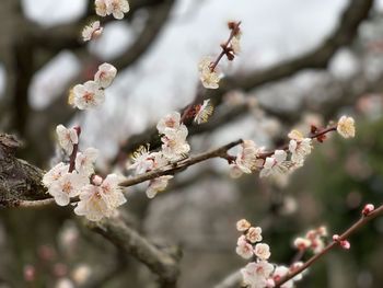 Sad japanese cherry blossom buds.