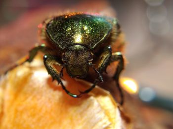 Close-up of spider