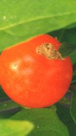 Close-up of green red flower