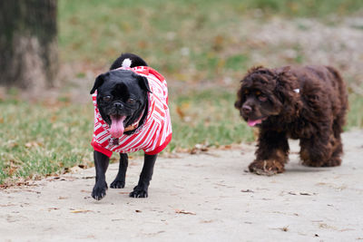 Full length of dog standing on field
