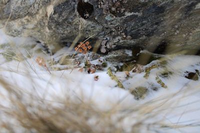 Close-up of snow on rock