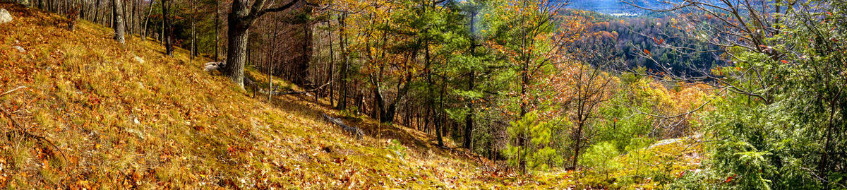 Trees in forest during autumn