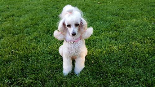 Close-up of dog on grass
