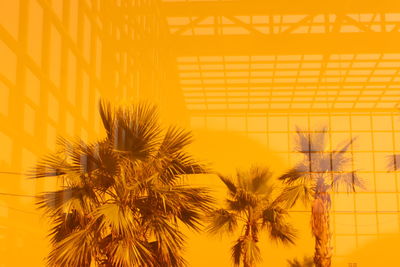 Low angle view of yellow flowering plants against orange sky