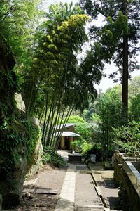 Footpath amidst trees