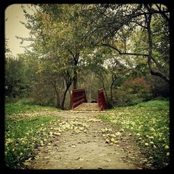 Footpath amidst trees