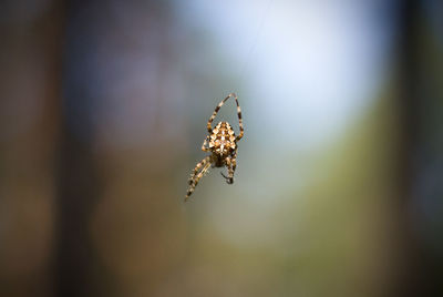 Close-up of spider