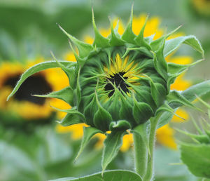 Close-up of plant