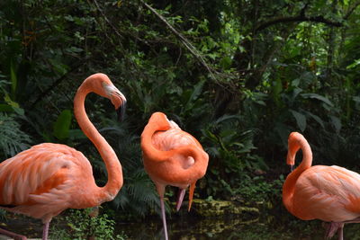 Flamingos in a field
