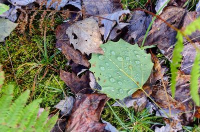 High angle view of wet leaves on field