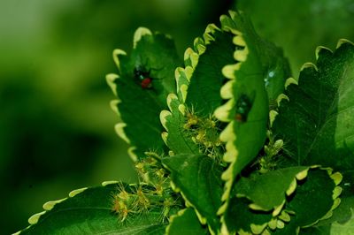 Close-up of ladybug on plant