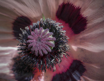 Close-up view of flower