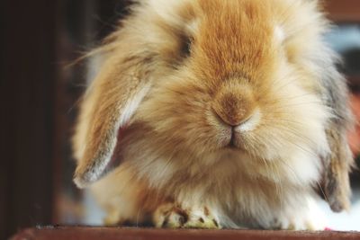 Close-up of a rabbit