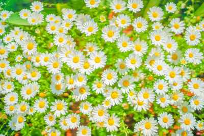 Close-up of white daisy flowers