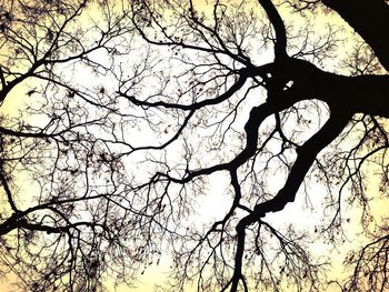 Low angle view of bare trees against sky