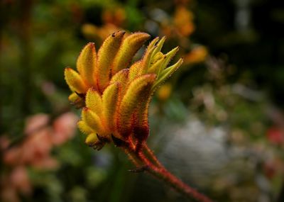 Close-up of plant against blurred background