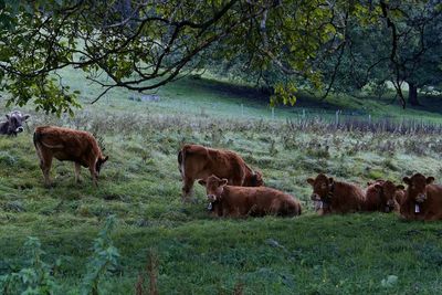 Cows on field against trees