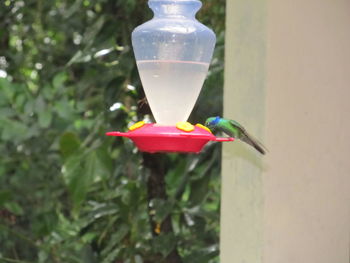 Close-up of bird perching on feeder