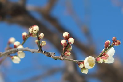 Low angle view of cherry blossoms in spring