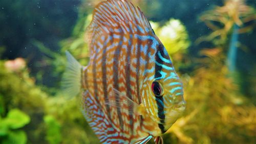 Close-up of fish underwater